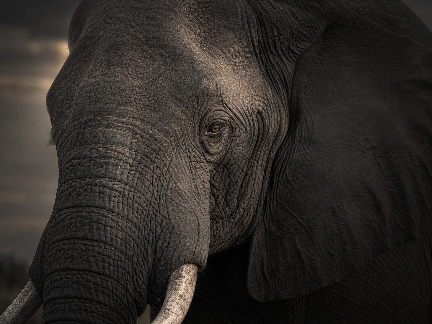 Close portrait of a mature elephant conveying wisdom and long perspective